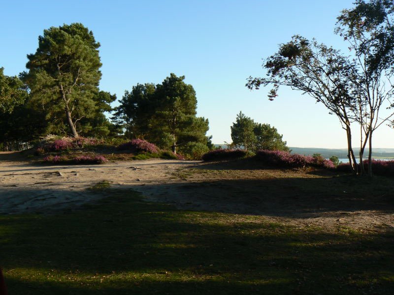 brownsea.jpg